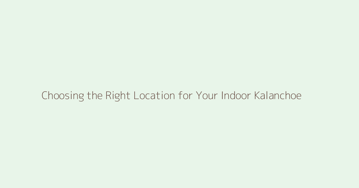 Choosing the Right Location for Your Indoor Kalanchoe